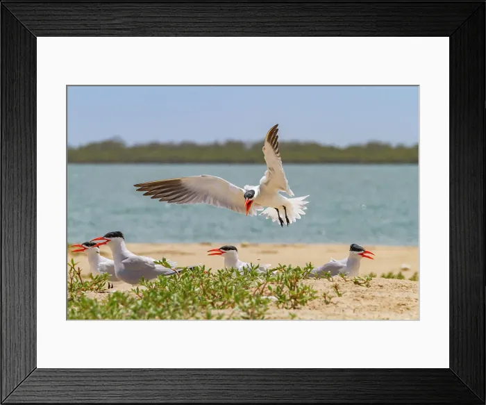 Framed Print : Caspian Terns (Hydroprogne caspia) at breeding colony on Ile des Oiseaux in the Parc National du Delta du Saloum, UNESCO World Heritage Site, Senegal, West Africa, Africa