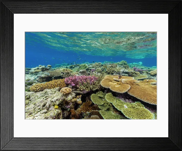 Framed Print : A myriad of hard and soft corals, as well as tropical reef fish at Vatu-I-Ra Conservation Park on Viti Levu, Fiji, South Pacific, Pacific Framed Print : A myriad of hard and soft corals, as well as tropical reef fish at Vatu-I-Ra Conservation Park on Viti Levu, Fiji, South Pacific, Pacific