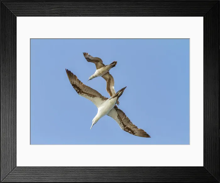 Framed Print : Young northern gannets (Morus bassanus) in flight near Ile des Oiseaux in the Parc National du Delta du Saloum, UNESCO World Heritage Site, Senegal, West Africa, Africa Framed Print : Young northern gannets (Morus bassanus) in flight near Ile des Oiseaux in the Parc National du Delta du Saloum, UNESCO World Heritage Site, Senegal, West Africa, Africa