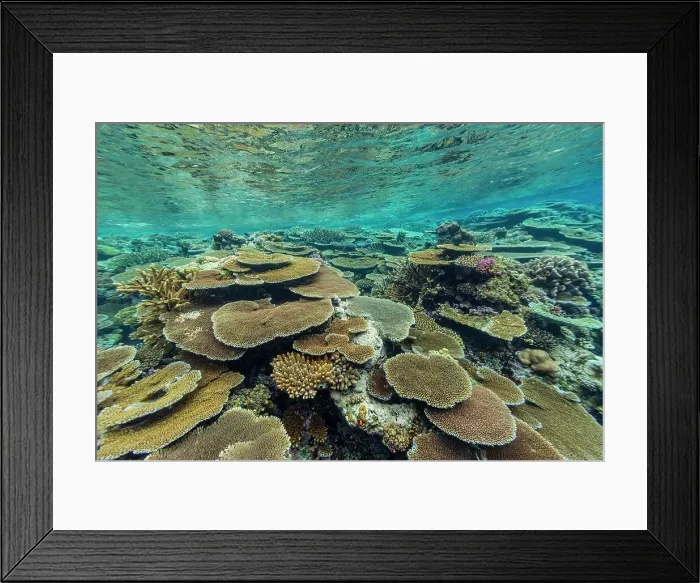 Framed Print : A myriad of hard and soft corals at Vatu-I-Ra Conservation Park on Viti Levu, Fiji, South Pacific, Pacific Framed Print : A myriad of hard and soft corals at Vatu-I-Ra Conservation Park on Viti Levu, Fiji, South Pacific, Pacific