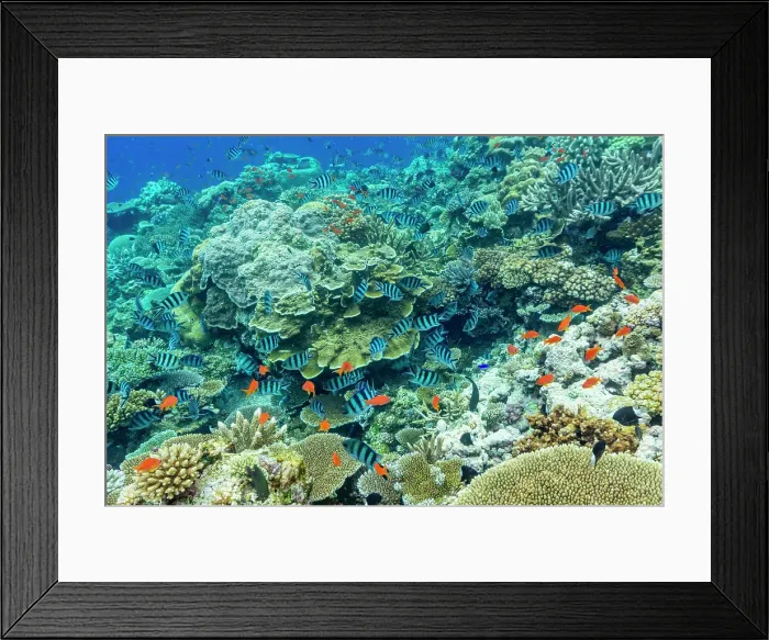 Framed Print : A myriad of hard and soft corals, as well as tropical reef fish at Vatu-I-Ra Conservation Park on Viti Levu, Fiji, South Pacific, Pacific Framed Print : A myriad of hard and soft corals, as well as tropical reef fish at Vatu-I-Ra Conservation Park on Viti Levu, Fiji, South Pacific, Pacific