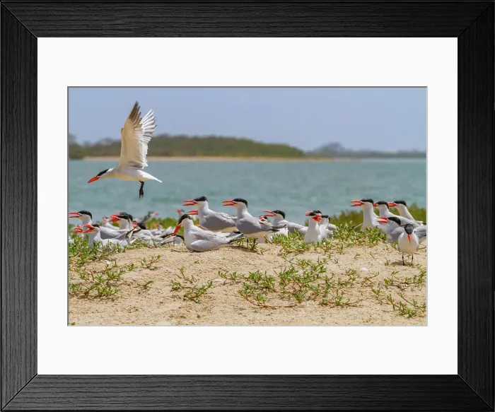 Framed Print : Caspian Terns (Hydroprogne caspia) at breeding colony on Ile des Oiseaux in the Parc National du Delta du Saloum, UNESCO World Heritage Site, Senegal, West Africa, Africa