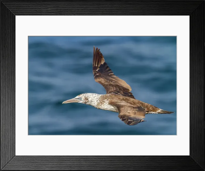 Framed Print : Young northern gannet (Morus bassanus) in flight near Ile des Oiseaux in the Parc National du Delta du Saloum, UNESCO World Heritage Site, Senegal, West Africa, Africa Framed Print : Young northern gannet (Morus bassanus) in flight near Ile des Oiseaux in the Parc National du Delta du Saloum, UNESCO World Heritage Site, Senegal, West Africa, Africa