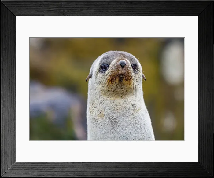 Framed Print : Antarctic fur seal pup (Arctocephalus gazella) on Prion Island in the Bay of Isles on South Georgia, Southern Ocean, Polar Regions Framed Print : Antarctic fur seal pup (Arctocephalus gazella) on Prion Island in the Bay of Isles on South Georgia, Southern Ocean, Polar Regions