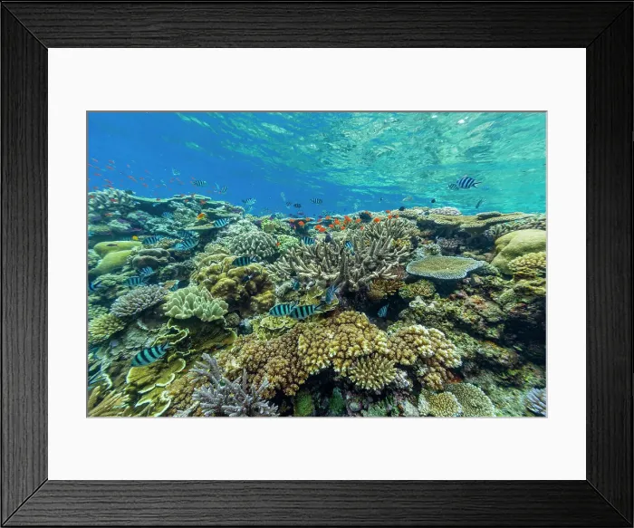 Framed Print : A myriad of hard and soft corals, as well as tropical reef fish at Vatu-I-Ra Conservation Park on Viti Levu, Fiji, South Pacific, Pacific Framed Print : A myriad of hard and soft corals, as well as tropical reef fish at Vatu-I-Ra Conservation Park on Viti Levu, Fiji, South Pacific, Pacific