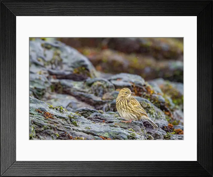 Framed Print : Adult South Georgia Pipit (Anthus antarcticus) feeding at low tide on Prion Island, Bay of Isles, South Georgia, Polar Regions Framed Print : Adult South Georgia Pipit (Anthus antarcticus) feeding at low tide on Prion Island, Bay of Isles, South Georgia, Polar Regions
