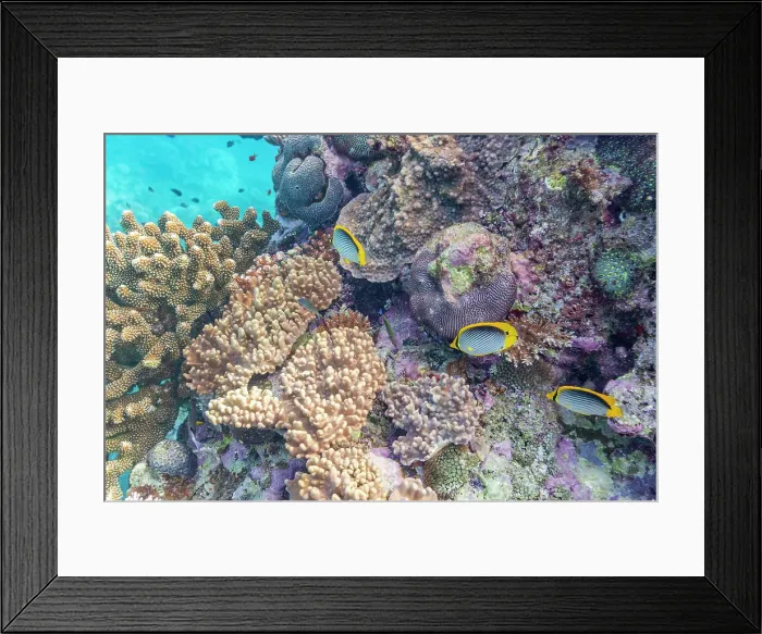 Framed Print : A myriad of hard and soft corals, as well as tropical reef fish at Vatu-I-Ra Conservation Park on Viti Levu, Fiji, South Pacific, Pacific Framed Print : A myriad of hard and soft corals, as well as tropical reef fish at Vatu-I-Ra Conservation Park on Viti Levu, Fiji, South Pacific, Pacific