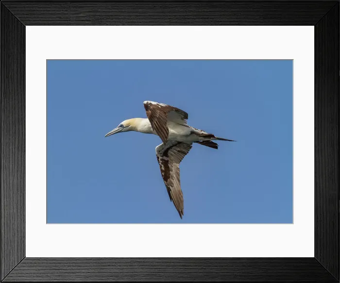 Framed Print : Young northern gannet (Morus bassanus) in flight near Ile des Oiseaux in the Parc National du Delta du Saloum, UNESCO World Heritage Site, Senegal, West Africa, Africa Framed Print : Young northern gannet (Morus bassanus) in flight near Ile des Oiseaux in the Parc National du Delta du Saloum, UNESCO World Heritage Site, Senegal, West Africa, Africa