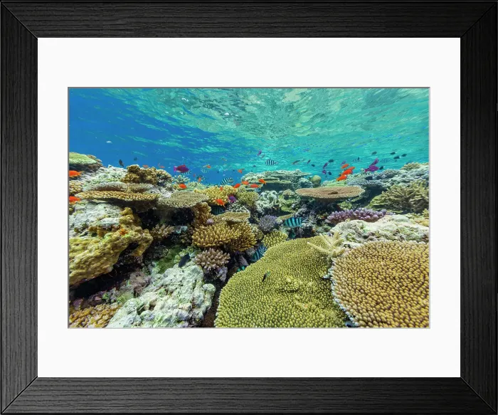 Framed Print : A myriad of hard and soft corals, as well as tropical reef fish at Vatu-I-Ra Conservation Park on Viti Levu, Fiji, South Pacific, Pacific Framed Print : A myriad of hard and soft corals, as well as tropical reef fish at Vatu-I-Ra Conservation Park on Viti Levu, Fiji, South Pacific, Pacific