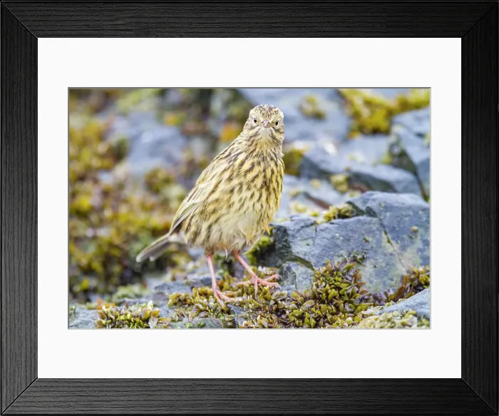 Framed Print : Adult South Georgia Pipit (Anthus antarcticus) feeding at low tide on Prion Island, Bay of Isles, South Georgia, Polar Regions Framed Print : Adult South Georgia Pipit (Anthus antarcticus) feeding at low tide on Prion Island, Bay of Isles, South Georgia, Polar Regions