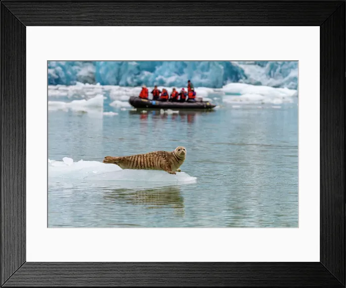 Framed Print : Zodiac with Lindblad guests near harbor seal (Phoca vitulina) hauled out on ice calved from the South Sawyer Glacier in the Tracy Arm-Ford's Terror Wilderness area, Southeast Alaska, United States of America, North America Framed Print : Zodiac with Lindblad guests near harbor seal (Phoca vitulina) hauled out on ice calved from the South Sawyer Glacier in the Tracy Arm-Ford's Terror Wilderness area, Southeast Alaska, United States of America, North America