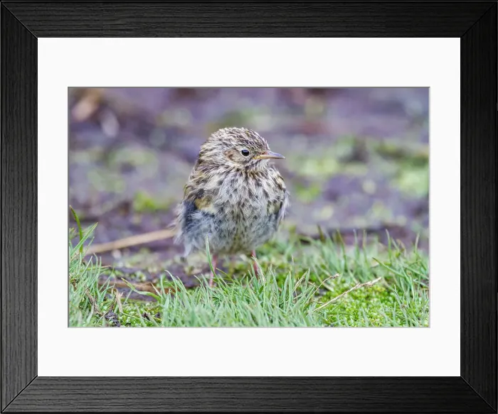 Framed Print : Adult South Georgia Pipit (Anthus antarcticus) feeding at low tide on Prion Island, Bay of Isles, South Georgia, Polar Regions Framed Print : Adult South Georgia Pipit (Anthus antarcticus) feeding at low tide on Prion Island, Bay of Isles, South Georgia, Polar Regions