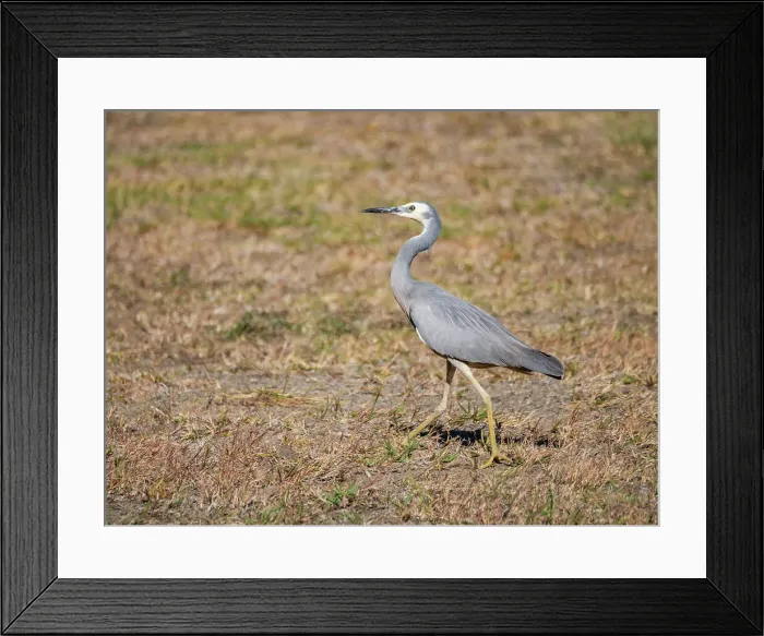 Framed Print : White-faced heron (Egretta novaehollandiae), looking for insects at the Volivoli Resort grounds on Viti Levu, Fiji, South Pacific, Pacific Framed Print : White-faced heron (Egretta novaehollandiae), looking for insects at the Volivoli Resort grounds on Viti Levu, Fiji, South Pacific, Pacific