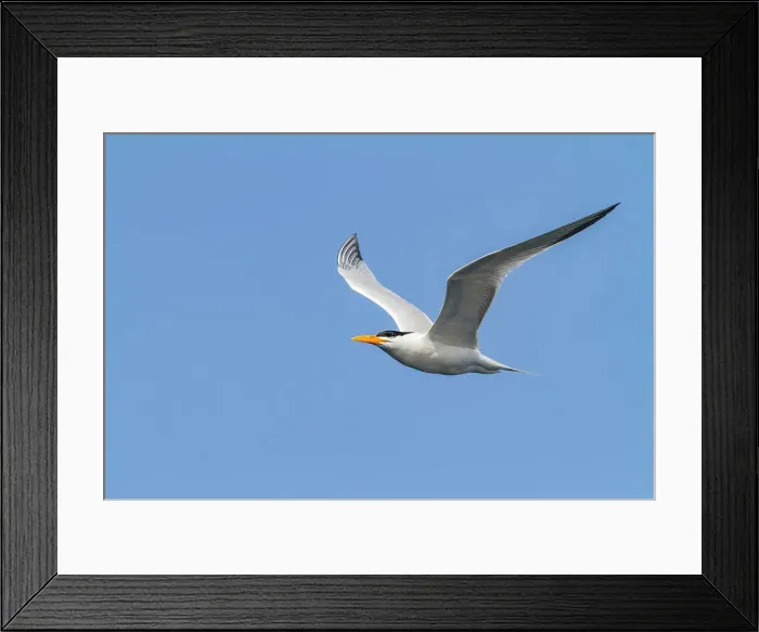 Framed Print : Adult Royal Tern (Thalasseus maximus albididorsalis) in flight at breeding colony on Ile des Oiseaux, Parc National du Delta du Saloum, UNESCO World Heritage Site, Senegal, West Africa, Africa Framed Print : Adult Royal Tern (Thalasseus maximus albididorsalis) in flight at breeding colony on Ile des Oiseaux, Parc National du Delta du Saloum, UNESCO World Heritage Site, Senegal, West Africa, Africa