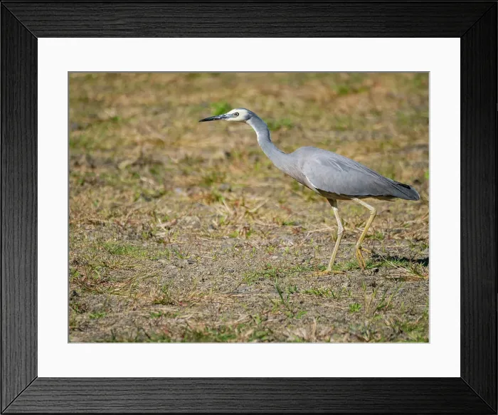 Framed Print : White-faced heron (Egretta novaehollandiae), looking for insects at the Volivoli Resort grounds on Viti Levu, Fiji, South Pacific, Pacific Framed Print : White-faced heron (Egretta novaehollandiae), looking for insects at the Volivoli Resort grounds on Viti Levu, Fiji, South Pacific, Pacific