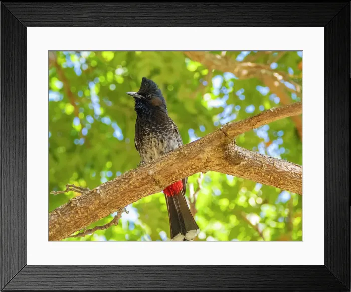 Framed Print : Red-vented bulbul (Pycnonotus cafer), at the Volivoli Resort grounds on Viti Levu, Fiji, South Pacific, Pacific