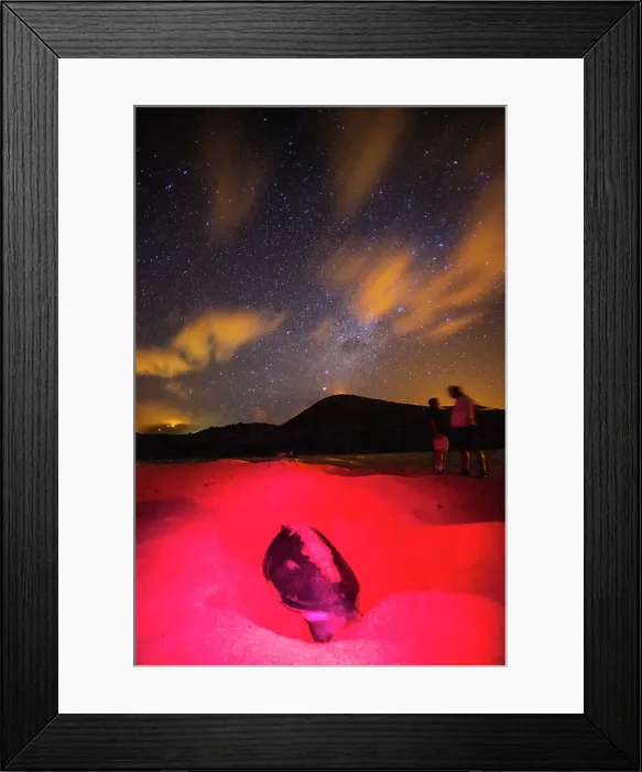 Framed Print : Green Sea Turtle (Chelonia mydas) nesting site at night on Long Beach on Ascension Island, Tropical Atlantic Ocean, South Atlantic Ocean Framed Print : Green Sea Turtle (Chelonia mydas) nesting site at night on Long Beach on Ascension Island, Tropical Atlantic Ocean, South Atlantic Ocean