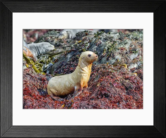 Framed Print : Leucistic caused by lack of melanin, or blond Antarctic fur seal pup (Arctocephalus gazella) on South Georgia, Southern Ocean, Polar Regions