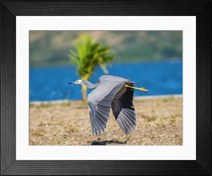 Framed Print : White-faced heron (Egretta novaehollandiae), in flight at the Volivoli Resort grounds on Viti Levu, Fiji, South Pacific, Pacific Framed Print : White-faced heron (Egretta novaehollandiae), in flight at the Volivoli Resort grounds on Viti Levu, Fiji, South Pacific, Pacific