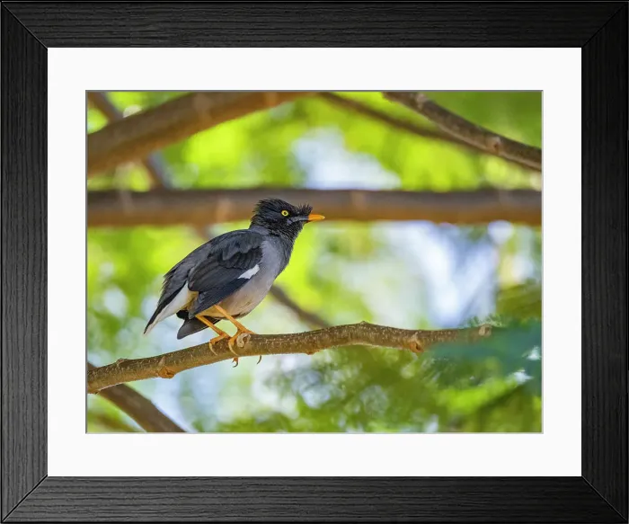 Framed Print : Jungle myna (Acridotheres fuscus), looking for insects at the Volivoli Resort grounds on Viti Levu, Fiji, South Pacific, Pacific Framed Print : Jungle myna (Acridotheres fuscus), looking for insects at the Volivoli Resort grounds on Viti Levu, Fiji, South Pacific, Pacific