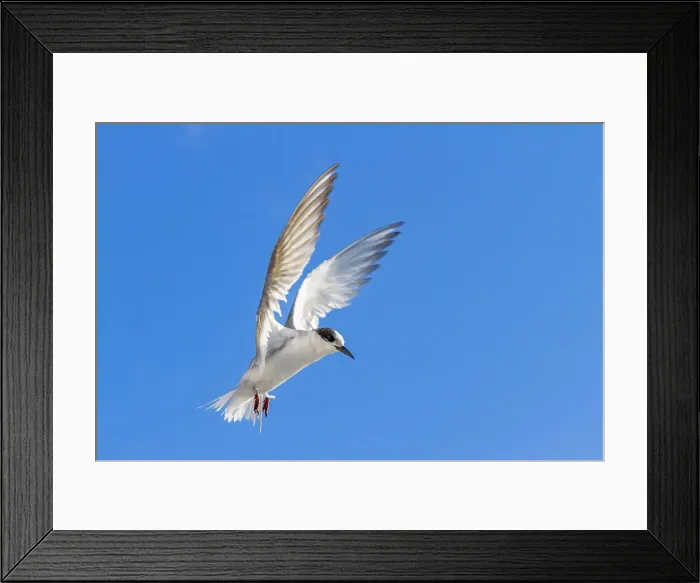 Framed Print : Juvenile Antarctic tern (Sterna vittata) in flight near Tristan da Cunha, South Atlantic Ocean Framed Print : Juvenile Antarctic tern (Sterna vittata) in flight near Tristan da Cunha, South Atlantic Ocean
