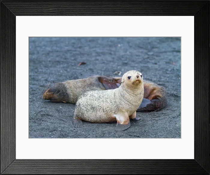 Framed Print : Leucistic caused by lack of melanin, or blond Antarctic fur seal pup (Arctocephalus gazella) on South Georgia, Southern Ocean, Polar Regions