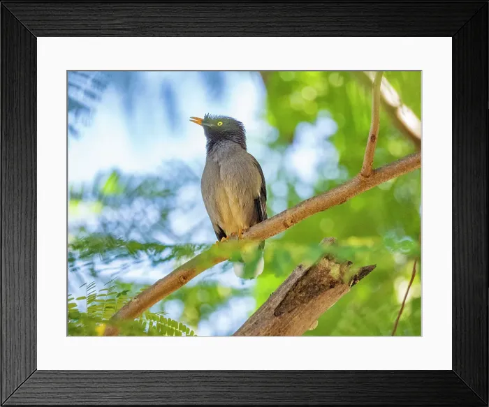 Framed Print : Jungle myna (Acridotheres fuscus), looking for insects at the Volivoli Resort grounds on Viti Levu, Fiji, South Pacific, Pacific Framed Print : Jungle myna (Acridotheres fuscus), looking for insects at the Volivoli Resort grounds on Viti Levu, Fiji, South Pacific, Pacific