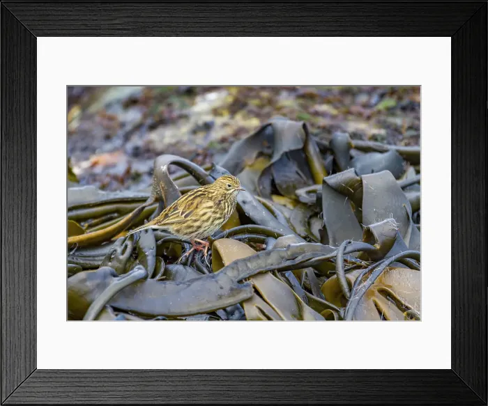 Framed Print : Adult South Georgia Pipit (Anthus antarcticus) feeding at low tide on Prion Island, Bay of Isles, South Georgia, Polar Regions Framed Print : Adult South Georgia Pipit (Anthus antarcticus) feeding at low tide on Prion Island, Bay of Isles, South Georgia, Polar Regions