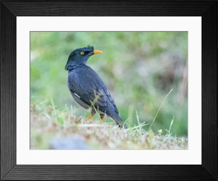 Framed Print : Jungle myna (Acridotheres fuscus), looking for water at the Volivoli Resort grounds on Viti Levu, Fiji, South Pacific, Pacific Framed Print : Jungle myna (Acridotheres fuscus), looking for water at the Volivoli Resort grounds on Viti Levu, Fiji, South Pacific, Pacific