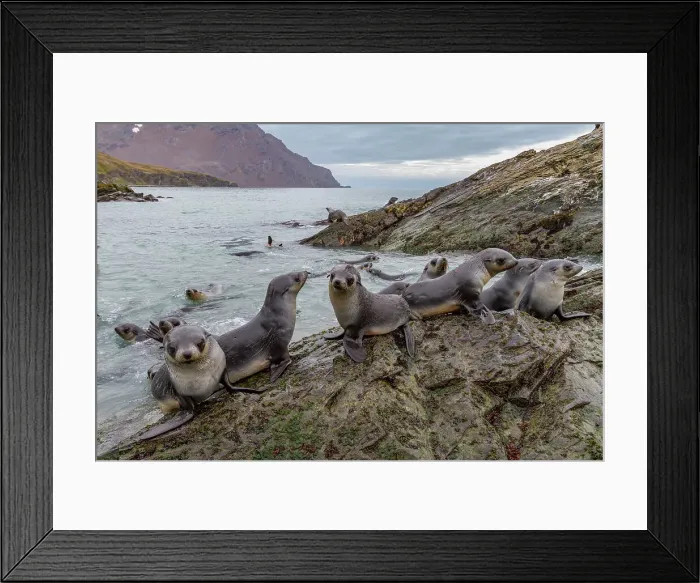 Framed Print : Antarctic fur seal pups (Arctocephalus gazella) playing in Fortuna Bay on South Georgia, Southern Ocean, Polar Regions Framed Print : Antarctic fur seal pups (Arctocephalus gazella) playing in Fortuna Bay on South Georgia, Southern Ocean, Polar Regions