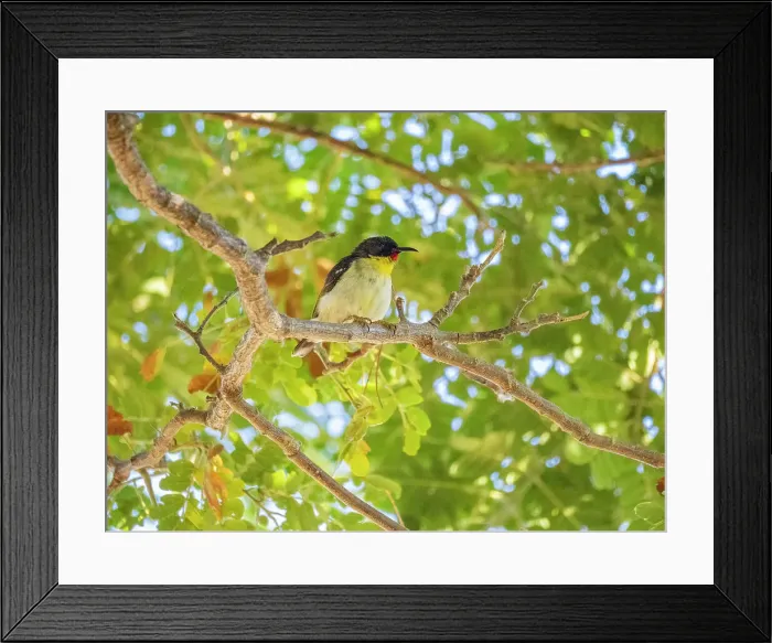 Framed Print : Orange-breasted myzomela (Myzomela jugularis), looking for insects at the Volivoli Resort grounds on Viti Levu, Fiji, South Pacific, Pacific Framed Print : Orange-breasted myzomela (Myzomela jugularis), looking for insects at the Volivoli Resort grounds on Viti Levu, Fiji, South Pacific, Pacific