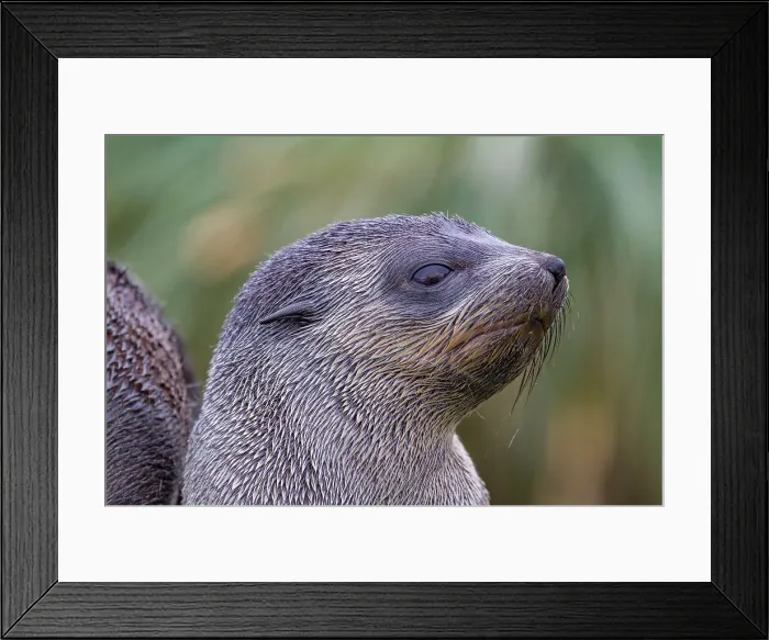Framed Print : Antarctic fur seal pup (Arctocephalus gazella) on Prion Island in the Bay of Isles on South Georgia, Southern Ocean, Polar Regions Framed Print : Antarctic fur seal pup (Arctocephalus gazella) on Prion Island in the Bay of Isles on South Georgia, Southern Ocean, Polar Regions