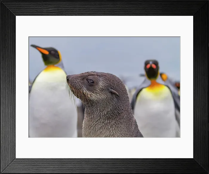 Framed Print : Antarctic fur seal pup (Arctocephalus gazella) on Salisbury Plain on South Georgia, Southern Ocean, Polar Regions Framed Print : Antarctic fur seal pup (Arctocephalus gazella) on Salisbury Plain on South Georgia, Southern Ocean, Polar Regions