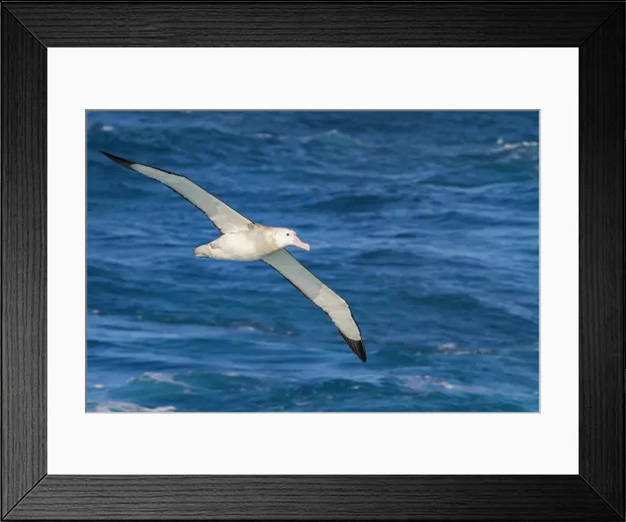 Framed Print : Adult wandering albatross (Diomedea exulans) in flight near the Tristan da Cunha Group, South Atlantic Ocean Framed Print : Adult wandering albatross (Diomedea exulans) in flight near the Tristan da Cunha Group, South Atlantic Ocean