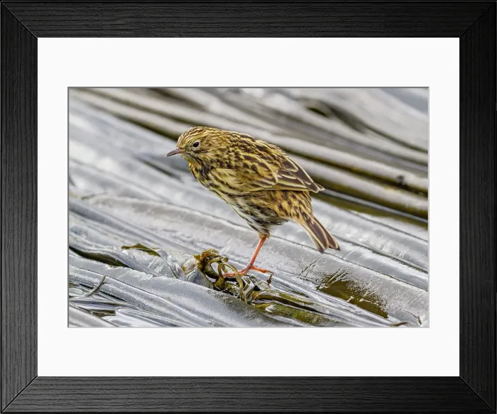 Framed Print : Adult South Georgia Pipit (Anthus antarcticus) feeding at low tide on Prion Island, Bay of Isles, South Georgia, Polar Regions Framed Print : Adult South Georgia Pipit (Anthus antarcticus) feeding at low tide on Prion Island, Bay of Isles, South Georgia, Polar Regions
