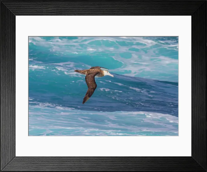 Framed Print : Adult wandering albatross (Diomedea exulans) in flight near the Tristan da Cunha Group, South Atlantic Ocean Framed Print : Adult wandering albatross (Diomedea exulans) in flight near the Tristan da Cunha Group, South Atlantic Ocean