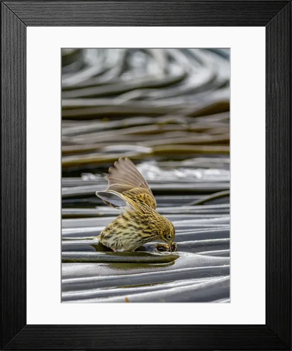 Framed Print : Adult South Georgia Pipit (Anthus antarcticus) feeding at low tide on Prion Island, Bay of Isles, South Georgia, Polar Regions Framed Print : Adult South Georgia Pipit (Anthus antarcticus) feeding at low tide on Prion Island, Bay of Isles, South Georgia, Polar Regions