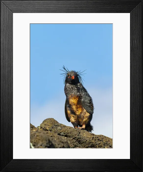 Framed Print : Northern rockhopper penguin (Eudyptes moseleyi) covered in spilled oil from the wreck of the MS Oliva, Nightingale island, Tristan da Cunha Group, South Atlantic Ocean Framed Print : Northern rockhopper penguin (Eudyptes moseleyi) covered in spilled oil from the wreck of the MS Oliva, Nightingale island, Tristan da Cunha Group, South Atlantic Ocean