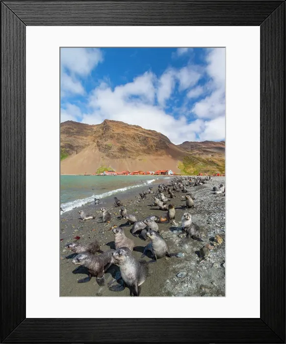 Framed Print : Antarctic fur seal pups (Arctocephalus gazella) near the abandoned whaling station at Stromness Bay on South Georgia, Polar Regions Framed Print : Antarctic fur seal pups (Arctocephalus gazella) near the abandoned whaling station at Stromness Bay on South Georgia, Polar Regions