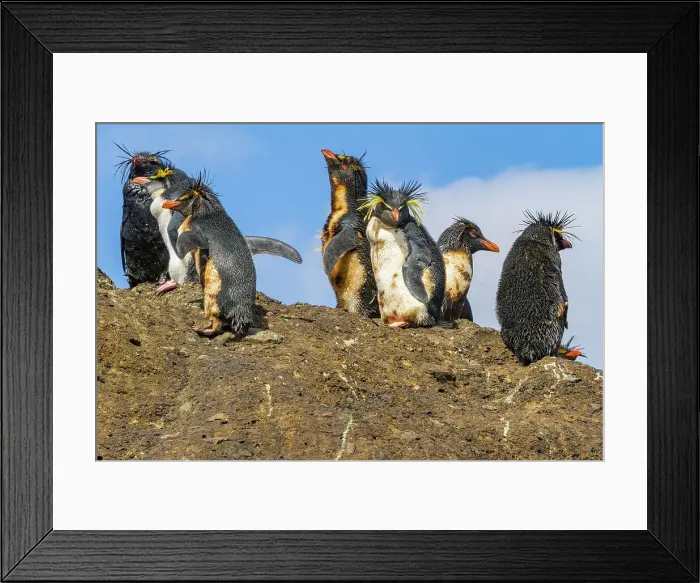 Framed Print : Northern rockhopper penguins (Eudyptes moseleyi) covered in spilled oil from the wreck of the MS Oliva, Nightingale island, Tristan da Cunha Group, South Atlantic Ocean Framed Print : Northern rockhopper penguins (Eudyptes moseleyi) covered in spilled oil from the wreck of the MS Oliva, Nightingale island, Tristan da Cunha Group, South Atlantic Ocean
