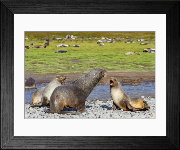 Framed Print : Antarctic fur seal male and female (Arctocephalus gazella) at Stromness Bay on South Georgia, Polar Regions Framed Print : Antarctic fur seal male and female (Arctocephalus gazella) at Stromness Bay on South Georgia, Polar Regions