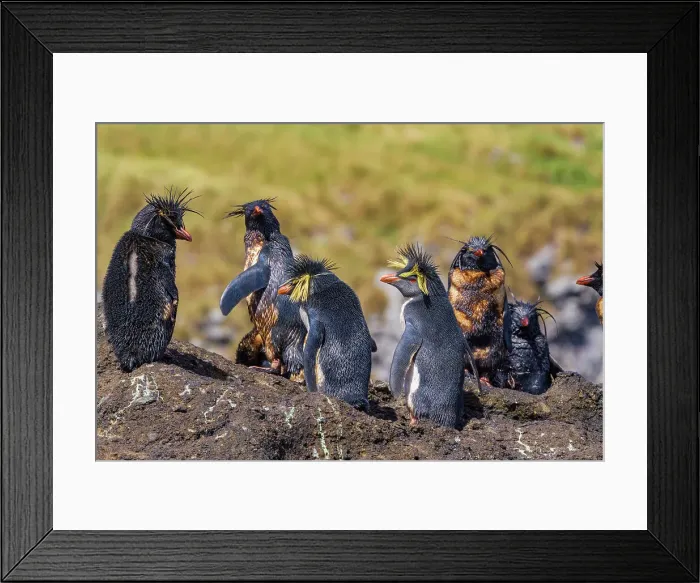 Framed Print : Northern rockhopper penguins (Eudyptes moseleyi) covered in spilled oil from the wreck of the MS Oliva, Nightingale island, Tristan da Cunha Group, South Atlantic Ocean Framed Print : Northern rockhopper penguins (Eudyptes moseleyi) covered in spilled oil from the wreck of the MS Oliva, Nightingale island, Tristan da Cunha Group, South Atlantic Ocean