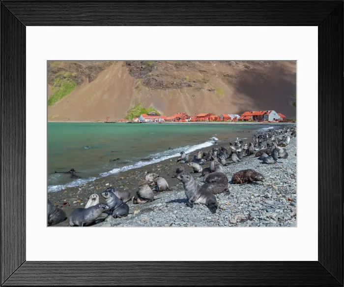 Framed Print : Antarctic fur seal pups (Arctocephalus gazella) near the abandoned whaling station at Stromness Bay on South Georgia, Polar Regions Framed Print : Antarctic fur seal pups (Arctocephalus gazella) near the abandoned whaling station at Stromness Bay on South Georgia, Polar Regions