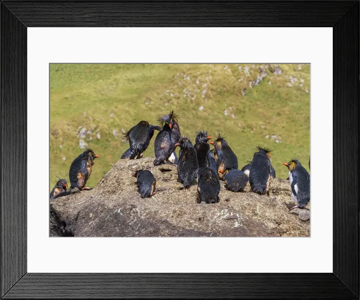 Framed Print : Northern rockhopper penguins (Eudyptes moseleyi) covered in spilled oil from the wreck of the MS Oliva, Nightingale island, Tristan da Cunha Group, South Atlantic Ocean Framed Print : Northern rockhopper penguins (Eudyptes moseleyi) covered in spilled oil from the wreck of the MS Oliva, Nightingale island, Tristan da Cunha Group, South Atlantic Ocean