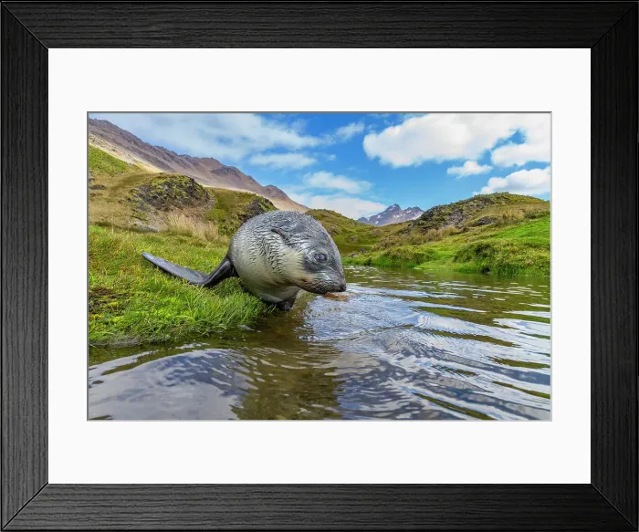 Framed Print : Antarctic fur seal pup (Arctocephalus gazella) near the abandoned whaling station at Stromness Bay on South Georgia, Polar Regions