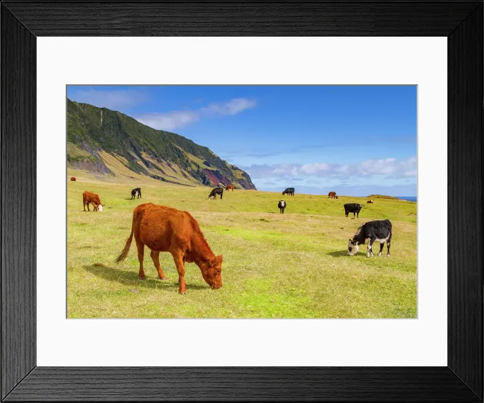 Framed Print : View of the potato patch on Tristan da Cunha, the most remote inhabited location on Earth, Tristan da Cunha, South Atlantic Ocean Framed Print : View of the potato patch on Tristan da Cunha, the most remote inhabited location on Earth, Tristan da Cunha, South Atlantic Ocean