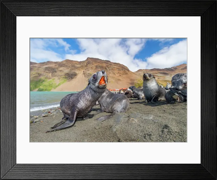 Framed Print : Antarctic fur seal pups (Arctocephalus gazella) near the abandoned whaling station at Stromness Bay on South Georgia, Polar Regions Framed Print : Antarctic fur seal pups (Arctocephalus gazella) near the abandoned whaling station at Stromness Bay on South Georgia, Polar Regions