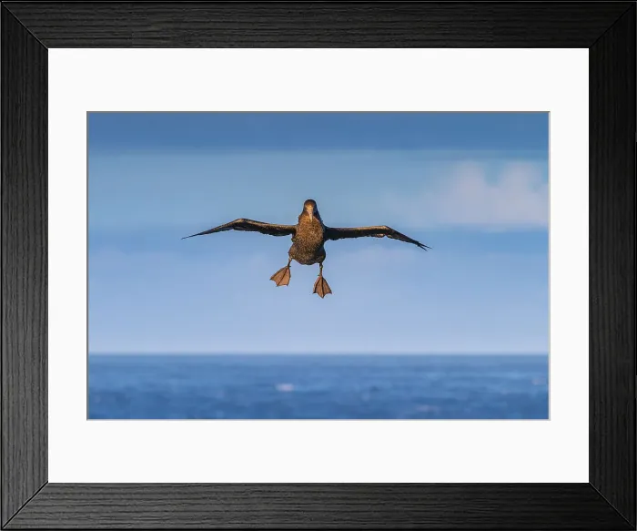 Framed Print : Southern giant petrel (Macronectes giganteus) in flight near Tristan da Cunha, South Atlantic Ocean Framed Print : Southern giant petrel (Macronectes giganteus) in flight near Tristan da Cunha, South Atlantic Ocean
