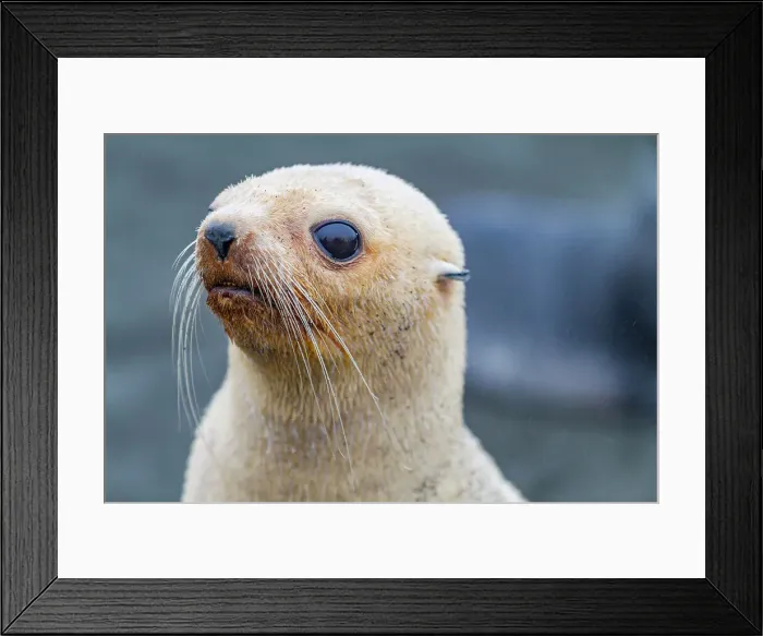 Framed Print : Leucistic caused by lack of melanin, or blond Antarctic fur seal pup (Arctocephalus gazella) on South Georgia, Southern Ocean, Polar Regions Framed Print : Leucistic caused by lack of melanin, or blond Antarctic fur seal pup (Arctocephalus gazella) on South Georgia, Southern Ocean, Polar Regions