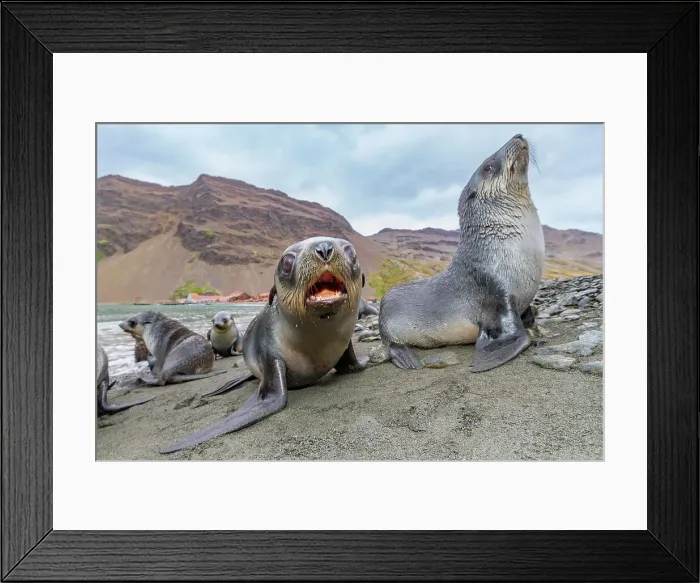 Framed Print : Antarctic fur seal pups (Arctocephalus gazella) near the abandoned whaling station at Stromness Bay on South Georgia, Polar Regions Framed Print : Antarctic fur seal pups (Arctocephalus gazella) near the abandoned whaling station at Stromness Bay on South Georgia, Polar Regions